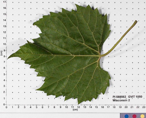 LEAF