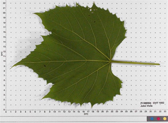 LEAF