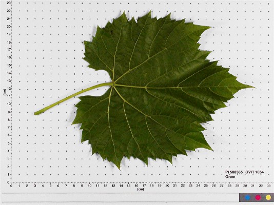 LEAF