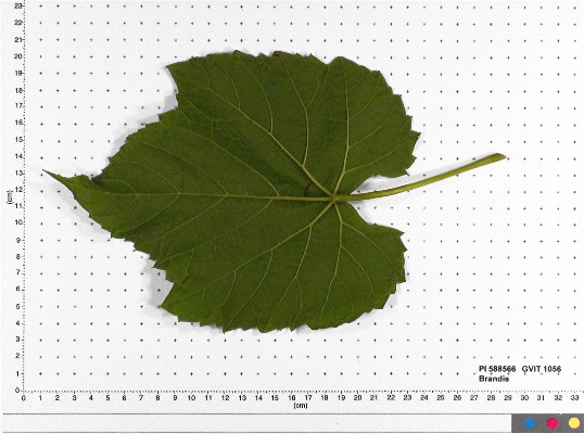 LEAF
