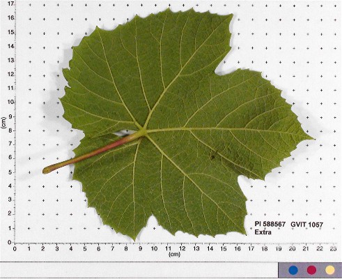 LEAF