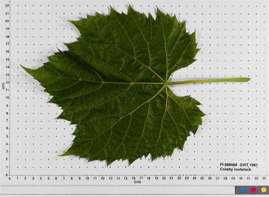 LEAF