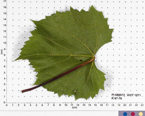 LEAF