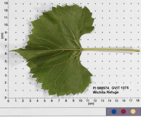 LEAF