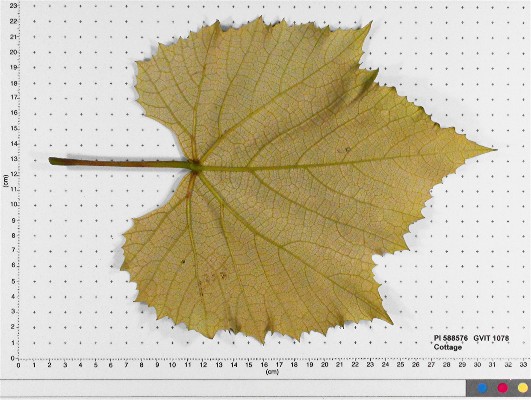 LEAF