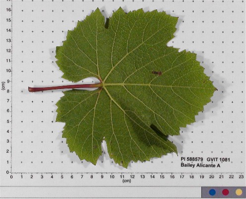 LEAF