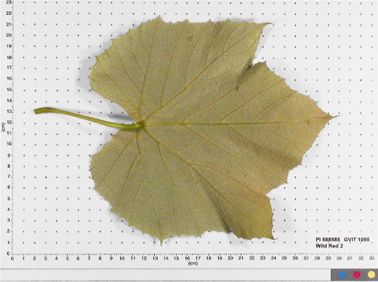 LEAF