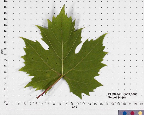 LEAF