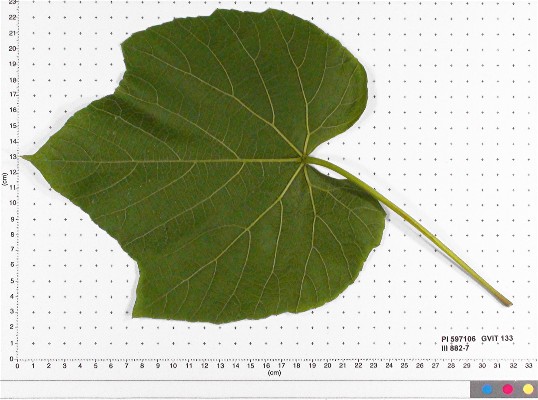 LEAF