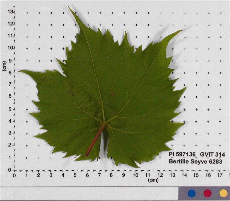 LEAF