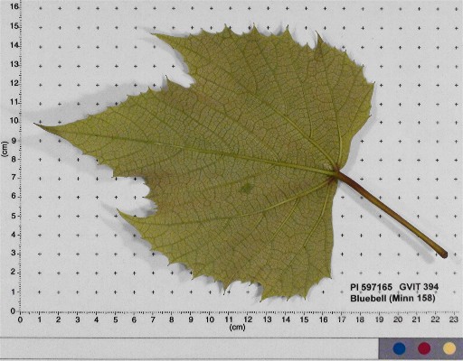 LEAF