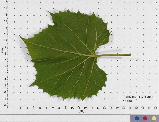 LEAF