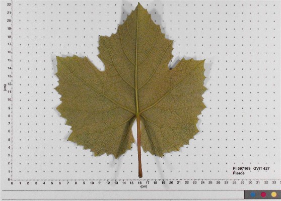 LEAF