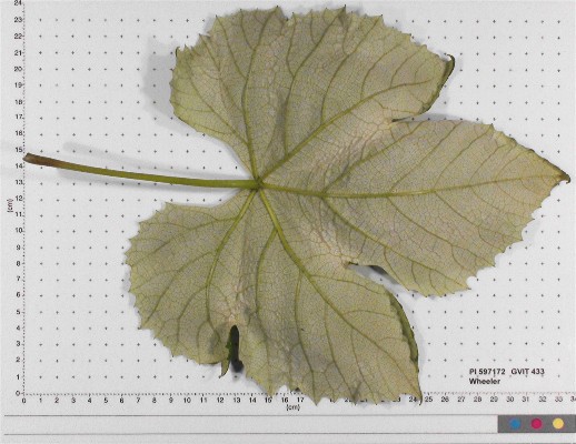 LEAF