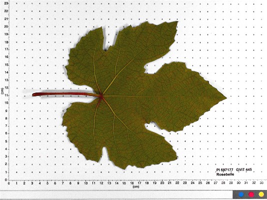 LEAF