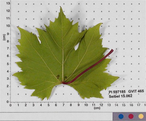 Click for 4 image(s) for this accession. LEAF