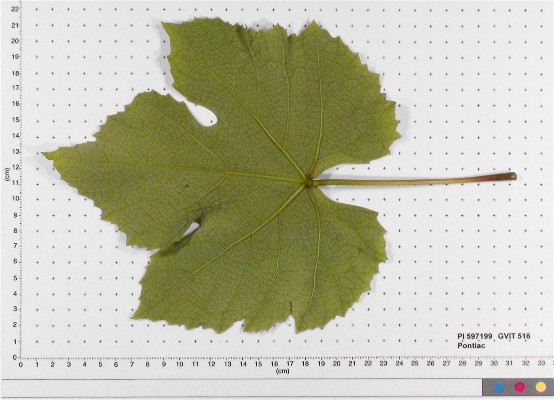 LEAF