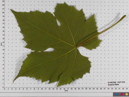Click for 6 image(s) for this accession. LEAF