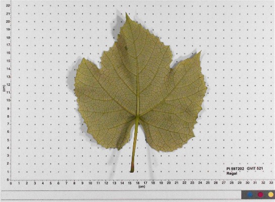 LEAF