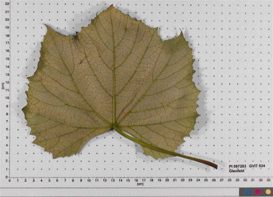 LEAF