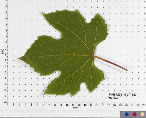 LEAF