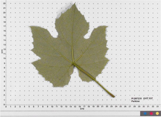 Click for 5 image(s) for this accession. LEAF