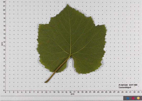 Click for 6 image(s) for this accession. LEAF