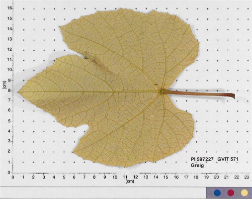 Click for 3 image(s) for this accession. LEAF