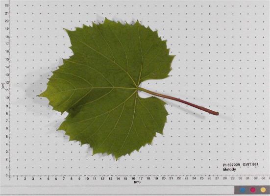 LEAF