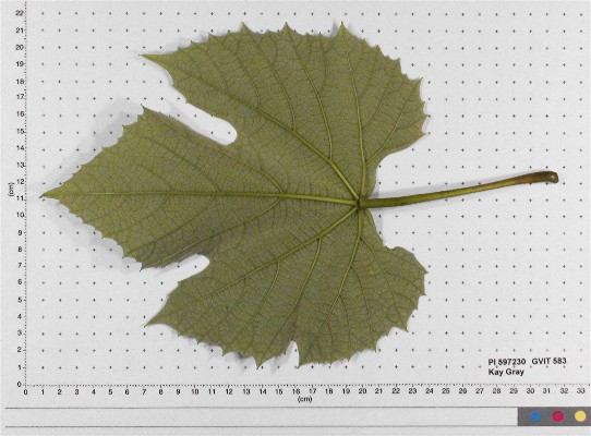 LEAF
