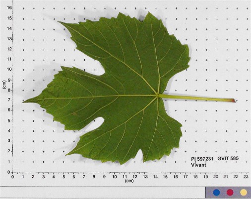 Click for 6 image(s) for this accession. LEAF