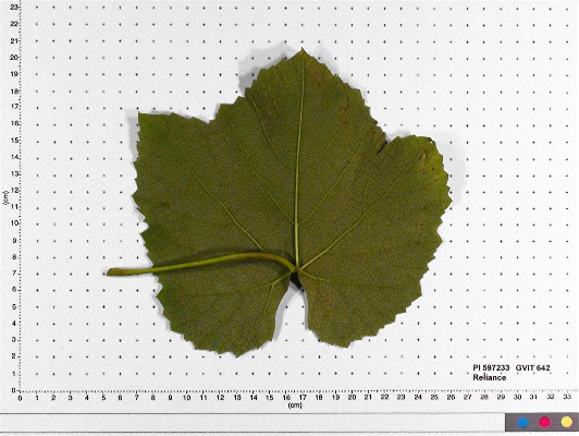 LEAF