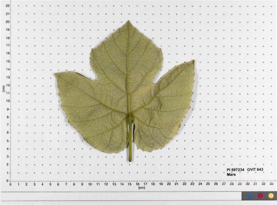 Click for 3 image(s) for this accession. LEAF