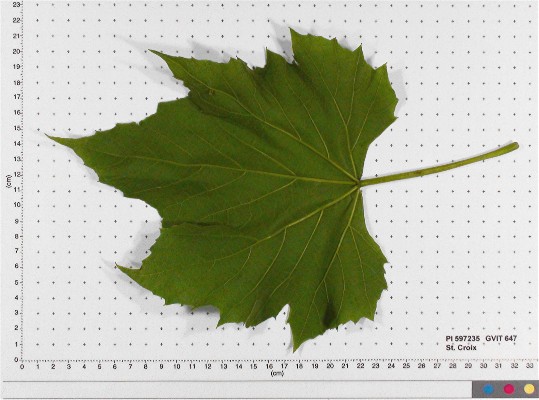 LEAF