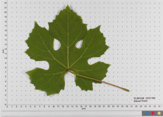 Click for 4 image(s) for this accession. LEAF