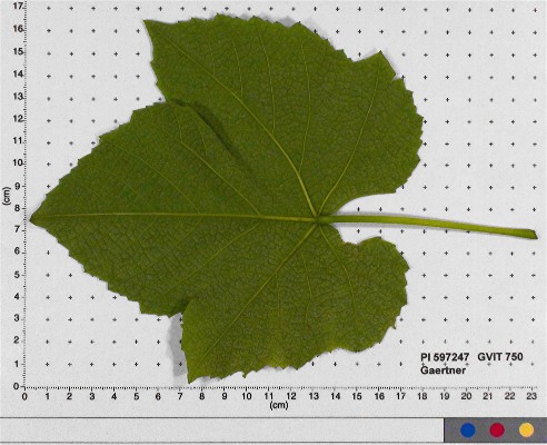 Click for 5 image(s) for this accession. LEAF
