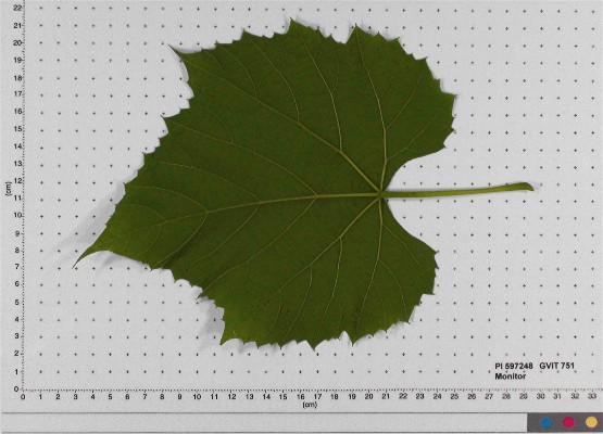 Click for 3 image(s) for this accession. LEAF