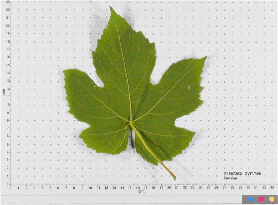 LEAF