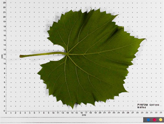 LEAF
