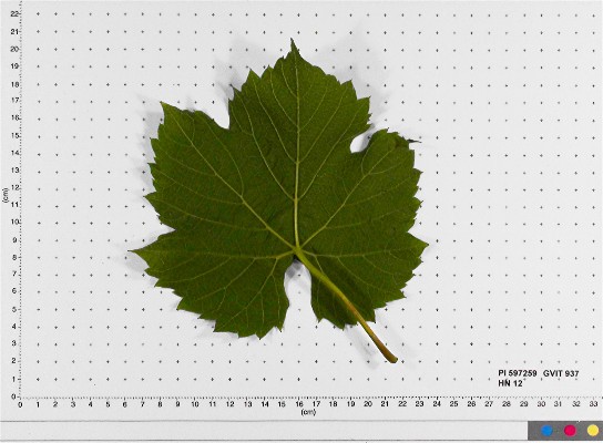LEAF