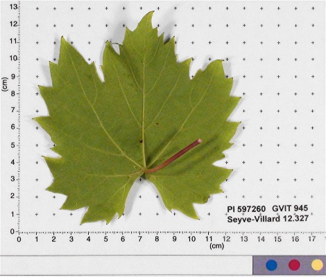 Click for 5 image(s) for this accession. LEAF