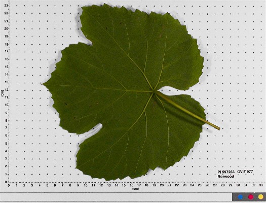 LEAF