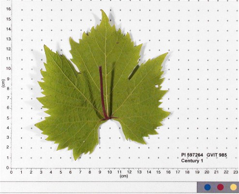 LEAF