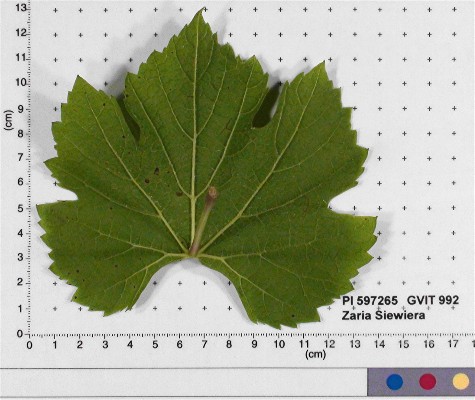 LEAF