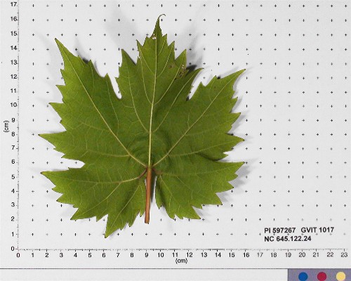 Click for 4 image(s) for this accession. LEAF