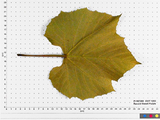 LEAF