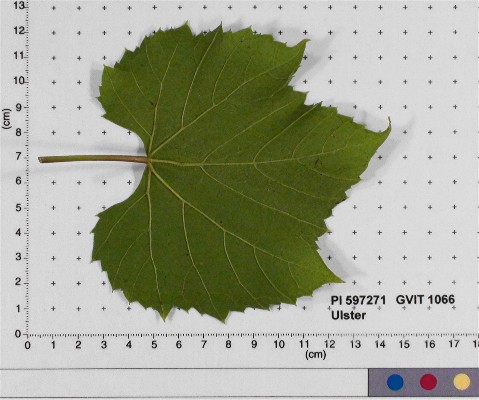 LEAF