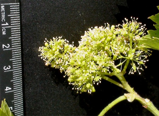 Click for 3 image(s) for this accession. FIELD