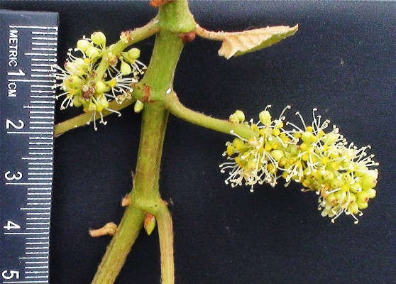 Click for 1 image(s) for this accession. FIELD