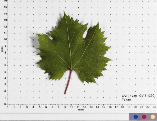 LEAF